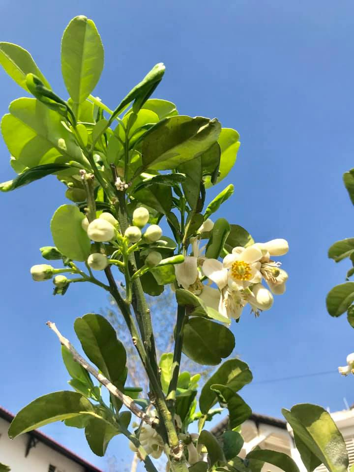 Vườn trường Lá