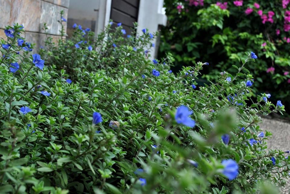 Một loài hoa kỳ bí tỏa sắc xanh dương rợp đường đi trong vườn Lá, đến bây giờ mọi người vẫn không biết là hoa gì luôn