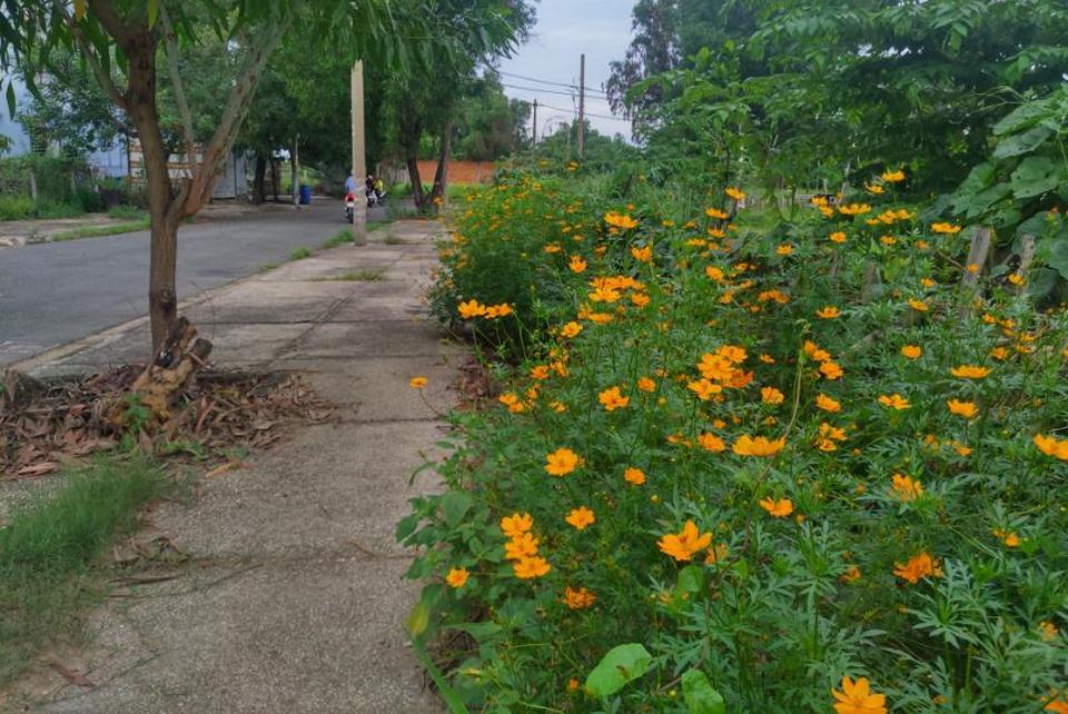 Hàng rào hoa rất đẹp của trường Lá